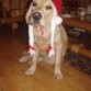 ¡¡FELIZ NAVIDAD!! CON MUCHO AMOR -TOWANDA-